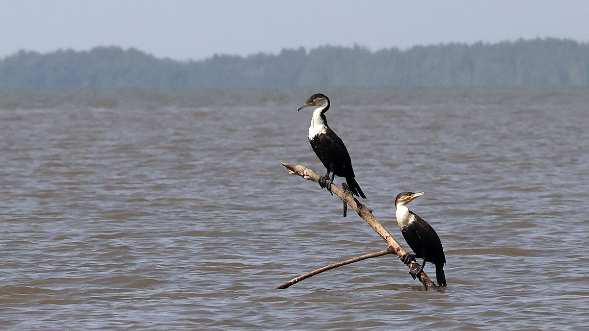 Great Cormorant